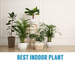 Best Indoor Plants In The Philippines 2024