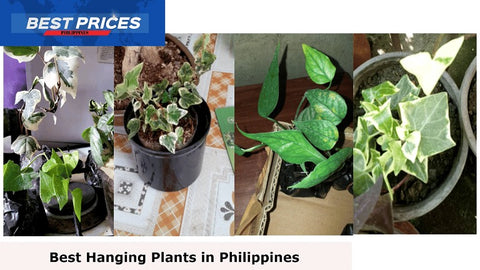 Cheap Hanging Plants Philippines