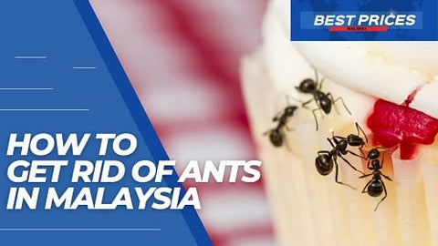 How to Get Rid of Ants in Malaysia 