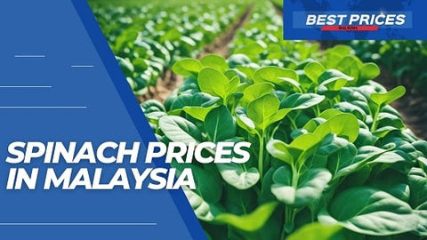 Malaysia Spinach Prices 2024 - Fresh Vegetable