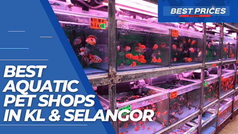 Recommended Aquatic Pet Shop KL Selangor 2024