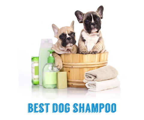 best dog shampoo