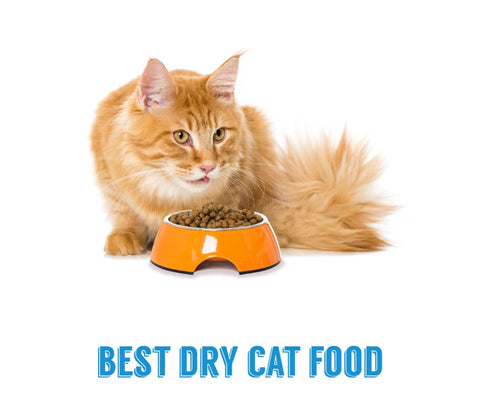 best dry cat food