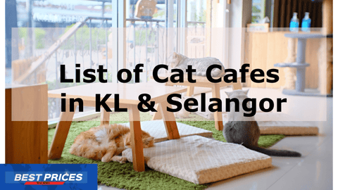 Popular Cat Cafes KL & Selangor Malaysia 2024