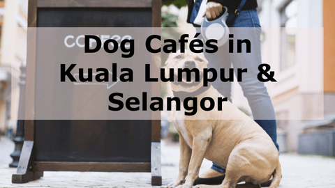 Best Dog Cafe in KL & Selangor Malaysia